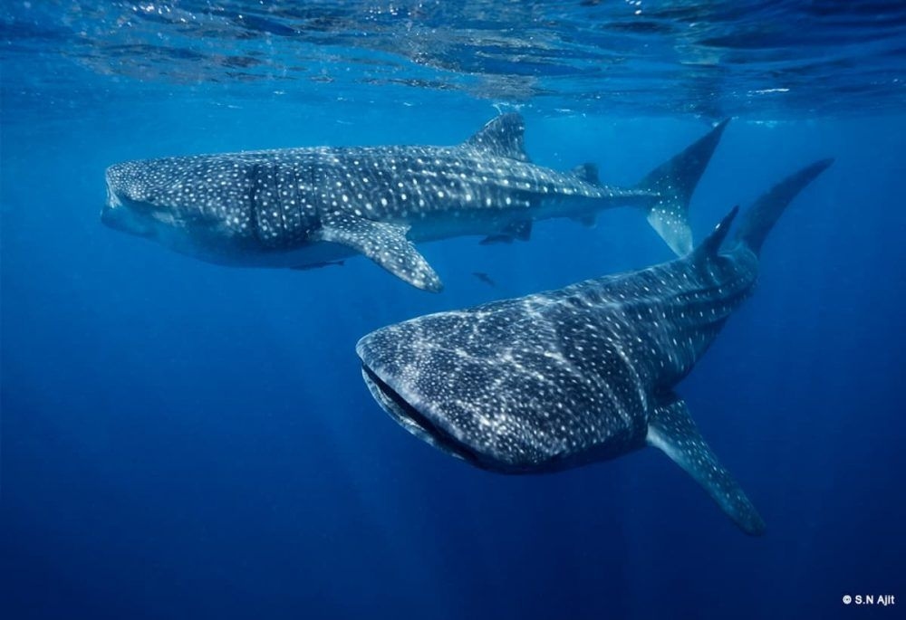 AjitWhale-shark1-2-1000x685.jpg